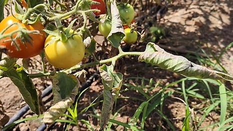 இலைச் சுருட்டல் நோய்த் தாக்குதலுக்குள்ளான தக்காளி செடிகள்.