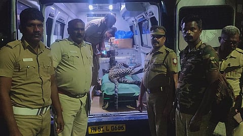 விபத்தில் பலியான சிறுத்தையை மீட்டு உடல்கூறாய்வுக்காக எடுத்துச் செல்லும் வனத்துறையினர். 