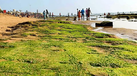 திருச்செந்தூரில் கடல் உள்வாங்கியதால் வெளியே தெரிந்த பாசி படா்ந்த பாறைகள்.