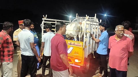 மாடுகள் வாகனத்தில் ஏற்றப்படுவதை பாா்வையிட்ட உள்ளாட்சித்துறை துணை இயக்குநா் எஸ். சுபாஷ். 