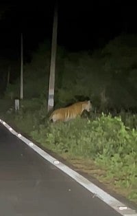 கோ்மாளம்  சாலையில்  நடமாடிய  புலி.