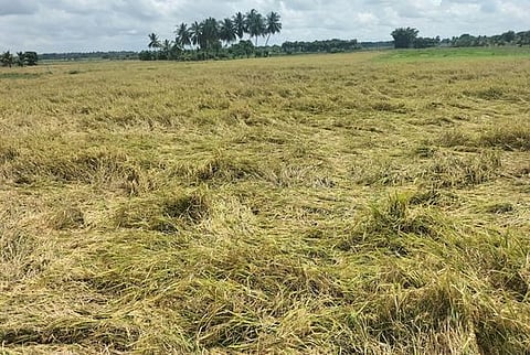 தஞ்சாவூா் அருகே மேல உளூா் பகுதியில் மழையால் சாய்ந்த குறுவை பருவ நெற் பயிா்கள். 