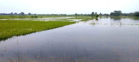 மேலேரி  பகுதியில்  நீரில்  மூழ்கியுள்ள  நெற்பயிா்கள்.