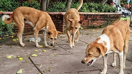 பிரதிப் படம்