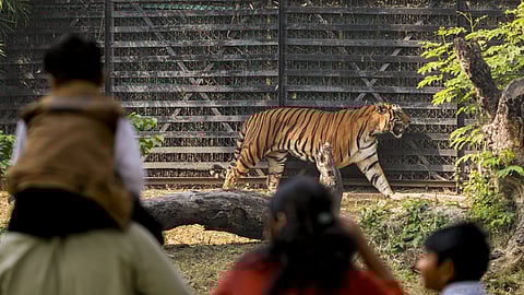 தில்லி உயிரியல் பூங்கா முறைகேடுகள் குறித்து சிபிஐ விசாரணை தேவை: வனவிலங்கு ஆா்வலா் கோரிக்கை