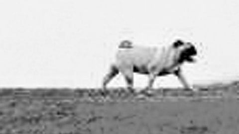 குட்டி நாயின் பெரிய சாதனை!