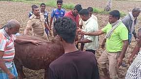 கிணற்றில் விழுந்த  பசுவை மீட்ட தீயணைப்பு வீரா்கள். 