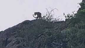 மலைக்குன்றில் இளைப்பாறிய சிறுத்தை.