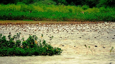 கரைவெட்டி பறவைகள் சரணாலயத்தில் வந்துள்ள வெளிநாட்டுப் பறவைகள்.