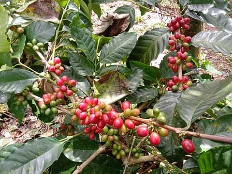 கொடைக்கானல் பண்ணைக்காடு பகுதியில் காபி செடிகளில் குறைந்தளவே விளைந்த காபி பழங்கள்.