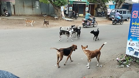 கெங்கவல்லியில் கூட்டமாக சுற்றித்திரியும் தெருநாய்கள். 