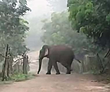  பேச்சிப்பாறை அருகே மாங்காமலை பகுதியில் சாலையைக் கடந்து செல்லும் காட்டு யானை. 