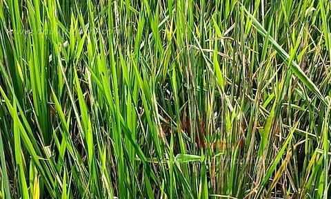 நெல்பயிரைத் தாக்கும்  பூச்சிகளைக் கட்டுப்படுத்த 
விவசாயிகளுக்கு யோசனை