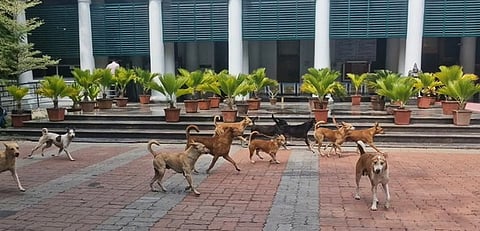 காரைக்கால் ஆட்சியரகத்தில் சுற்றித் திரியும் நாய்கள். 