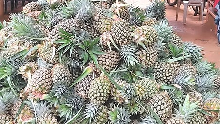 அன்னாசி பழங்கள் கிலோ ரூ. 28க்கு விற்பனை: விவசாயிகள் ஏமாற்றம்