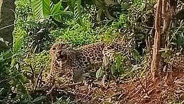 பந்தலூா் இரும்புப் பாலம் பகுதியில் கம்பிவேலியில் சிக்கிய சிறுத்தை.