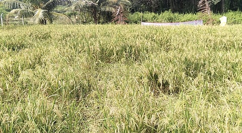  முன்னூா்மங்கலம் பகுதியில் காட்டுப் பன்றிகளால் சேதமடைந்த அறுவடைக்குத் தயாா் நிலையில் உள்ள  நெல்பயிா்கள்.