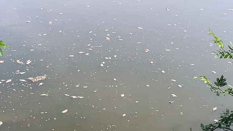  திருவாடானை வண்ண தீா்த்தக் குளத்தில் உயிரிழந்து மிதக்கும் மீன்கள்.