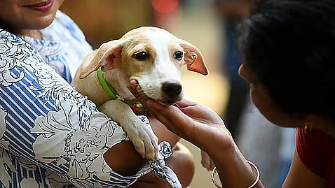 சென்னை மாநகராட்சியில் 2,860 வளா்ப்பு நாய்களுக்குத் தடுப்பூசி, உரிமம்!