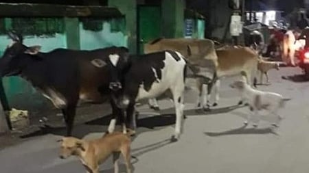 நாகூரில் சுற்றித்திரியும் கால்நடைகள், நாய்களை அப்புறப்படுத்த கோரிக்கை