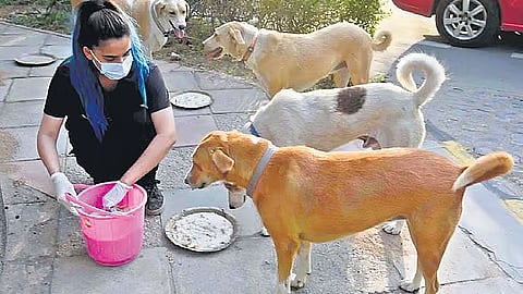 தெரு நாய்களுக்கு உணவு...