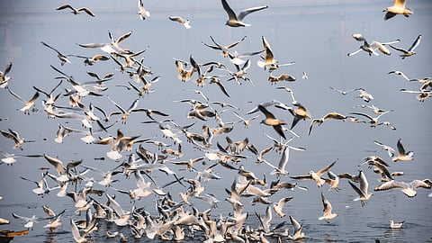 புதுதில்லி உள்ள யமுனை காட் பகுதியில் பாய்ந்தோடும் யமுனா நதியின் மீது பறக்கும் சைபீரிய புறாக்களின் கூட்டம்.