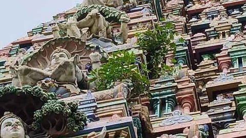 கோயில் கோபுரத்தில் வளா்ந்த செடிகளை அகற்ற கோரிக்கை