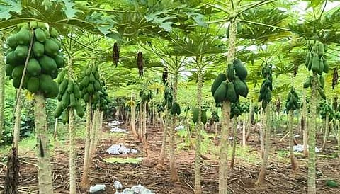 ஊத்தங்கரையை அடுத்த படப்பள்ளியில் சாகுபடி செய்யப்பட்டுள்ள அதிக மகசூல் தரும் புதிய ரகப் பப்பாளி. 