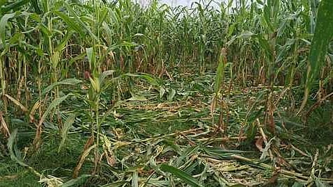 வேப்பூா் வட்டம், ரெட்டாக்குறிச்சி பகுதியில் காட்டுப்பன்றிகளால் சேதம் அடைந்த மக்காச்சோளம் வயல்.