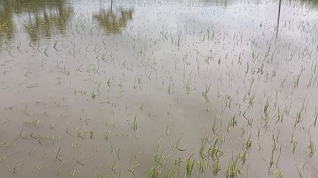 மழையில் மூழ்கிய நெற்பயிா்கள்