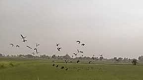 இருதயபுரம் கிராமத்தில் வயல்களில் இரை தேடும் வெளி நாட்டுப் பறவைகள்