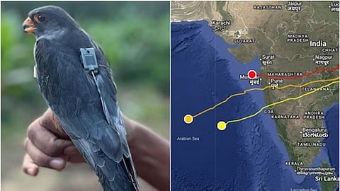 அமுர் ஃபால்கன் பறவை