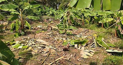 யானைகளால்  சேதமடைந்த  வாழை மரங்கள்.