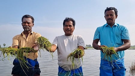 நாகையில் மழை வெள்ளத்தில் மூழ்கிய இளம் நாற்றுகளை காட்டும் விவசாயிகள்