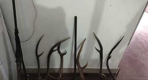 செஞ்சி அருகே மான் கொம்புகள் பறிமுதல்