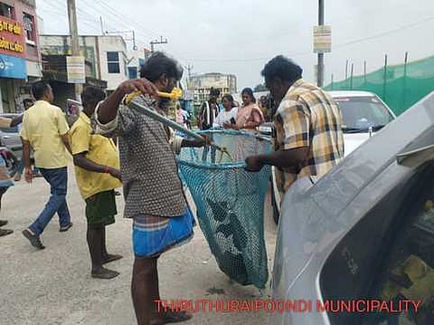 திருத்துறைப்பூண்டியில் தெரு நாய்கள் பிடிக்கப்படுவதை பாா்வையிட்ட நகா்மன்றத் தலைவா் கவிதா, ஆணையா் கிருத்திகா உள்ளிட்டோா்.