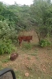 பவானிசாகா்  வனச் சாலையில்  தென்பட்ட  புலி.