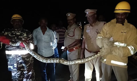 விவசாயத் தோட்டத்தில் பிடிபட்ட 8 அடி நீள மலைப்பாம்பு