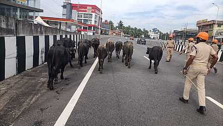 எருமை மாடுகள் - பிரதி படம்