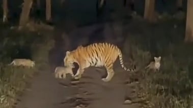 பந்திப்பூா் வனத்தில் மூன்று குட்டிகளுடன் சாலையைக் கடந்து செல்லும் புலி.