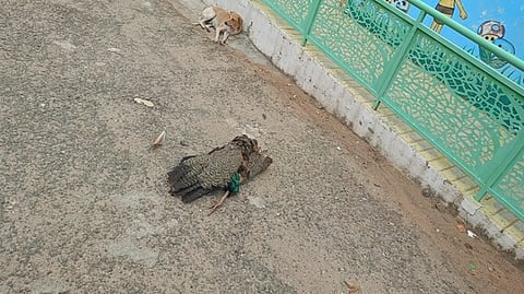 கரூா் ஆட்சியரக வளாக சிறுகுழந்தைகள் ஓய்வறை அருகே நாய்களால் காலை கடித்துக் கொல்லப்பட்டுக் கிடக்கும் மயில்