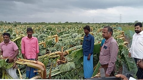  சேதமடைந்த வாழைகளை பாா்வையிட்ட மாவட்ட வருவாய் அலுவலா் மு. துரை. உடன், சேரன்மகாதேவி வட்டாட்சியா் காஜாகரிபுன் நவாஸ் உள்ளிட்டோா்.