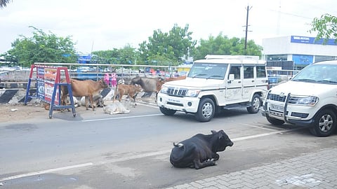 திருச்சி - திண்டுக்கல் சாலையில் ஞாயிற்றுக்கிழமை காணப்பட்ட கால்நடைகள்.

