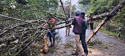 கொடைக்கானல்-பழனி மலைச் சாலையில் பி.எல்.செட் பகுதியில் சாய்ந்து விழுந்த மரத்தை அகற்றிய ஊழியா்கள்.