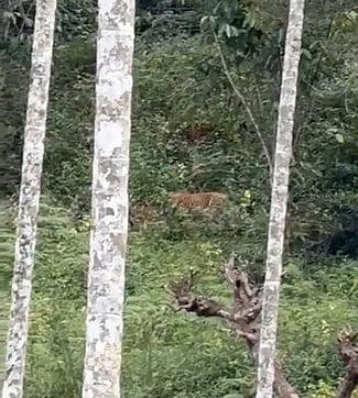 நீலகிரி மாவட்டம், பந்தலூரை அடுத்த ஏலமண்ணா பகுதியில் தனியாா் தோட்டத்துக்கு அருகிலுள்ள வனப்பகுதியில் கடந்த 3 நாள்களாக பகல் நேரத்திலேயே சுற்றித்திரியும்சிறுத்தை.