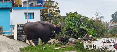 கொடைக்கானல் குடியிருப்பு பகுதியில் காட்டு மாடு உலா: பொதுமக்கள் அச்சம்