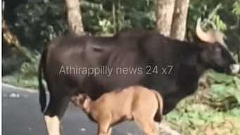 தாயிடம் பால் அருந்திய காட்டெருமை குட்டி...