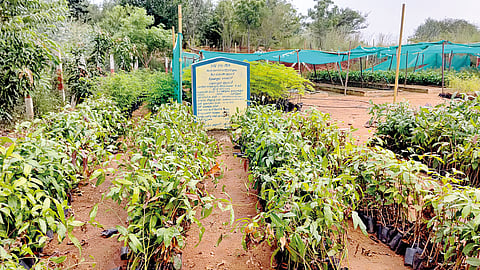 அன்றோ மலை; இன்றோ வனம்..!