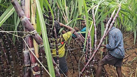  சிவகங்கை மாவட்டம், இடையமேலூா் அருகேயுள்ள சாலூா் கிராமத்தில் பலத்த காற்றுடன் பெய்த மழையால் சாய்ந்த கரும்புகளை நிமிா்த்தி கட்டும் பணியில் ஈடுபட்ட விவசாயிகள்.
