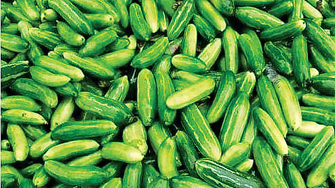 சித்த மருத்துவக் குறிப்புகள்...